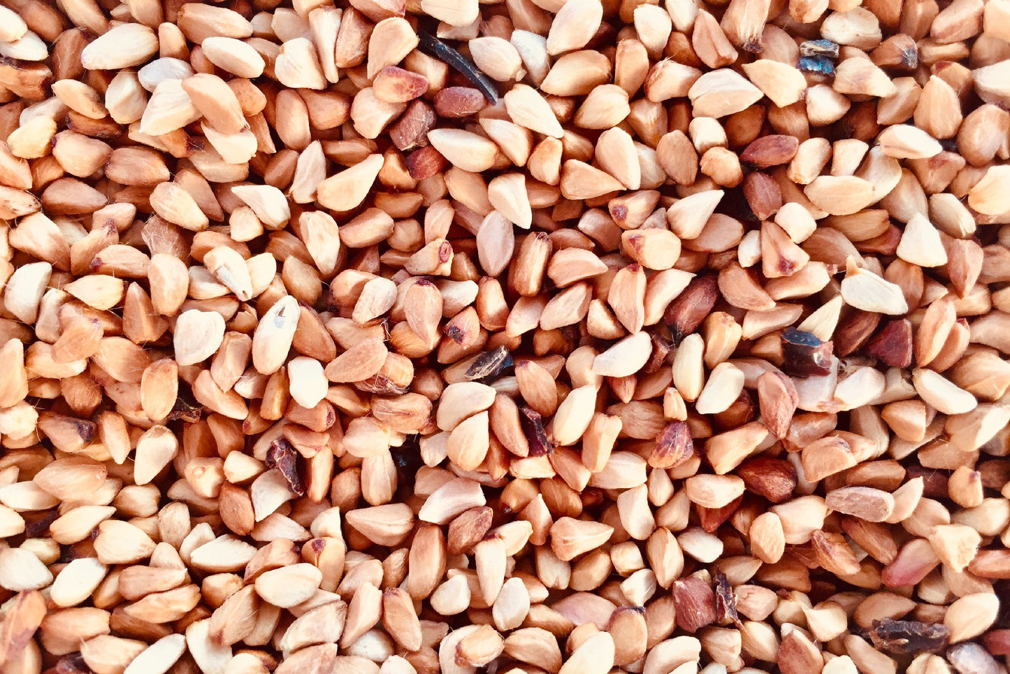 Hagebuttenkerne 100g