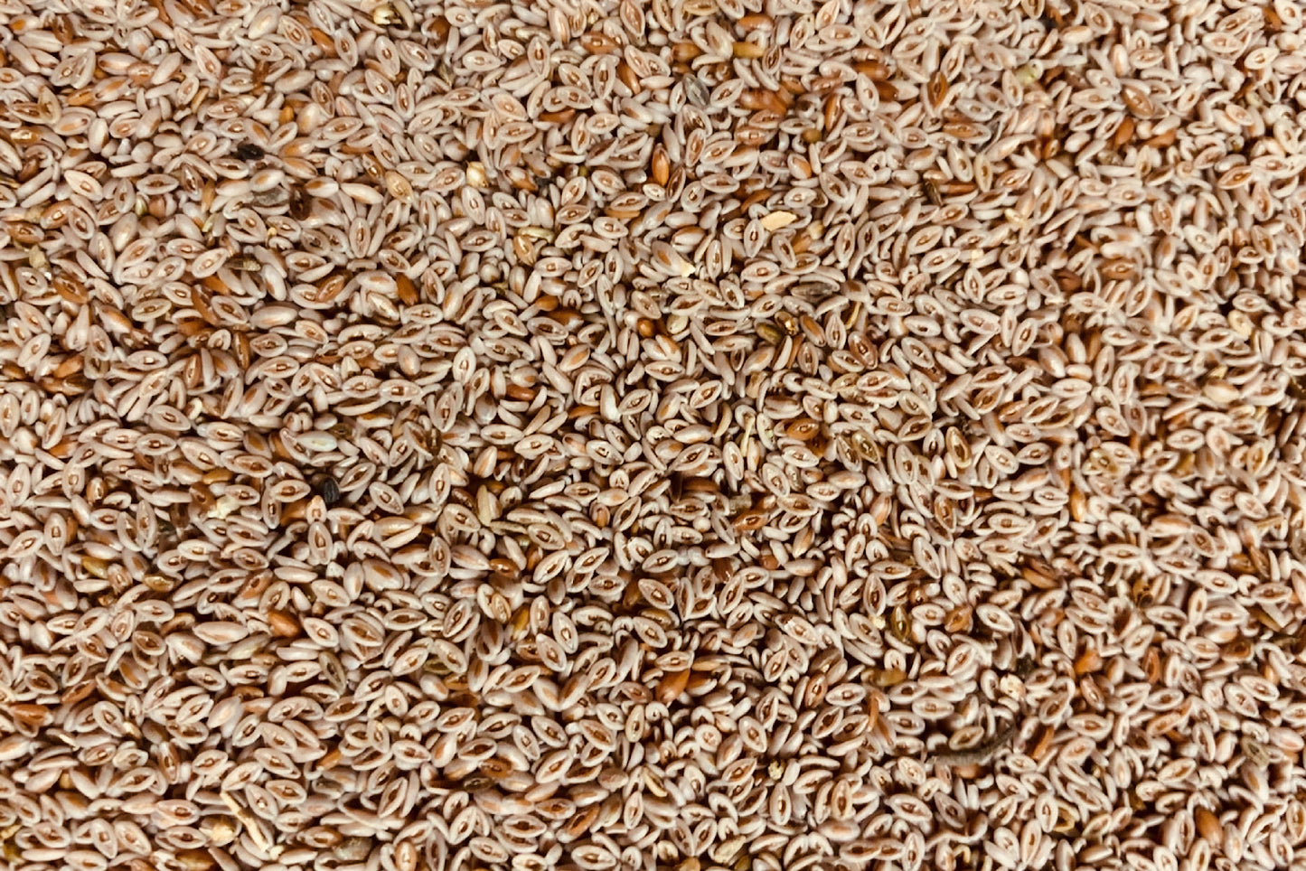 Flohsamen 100g