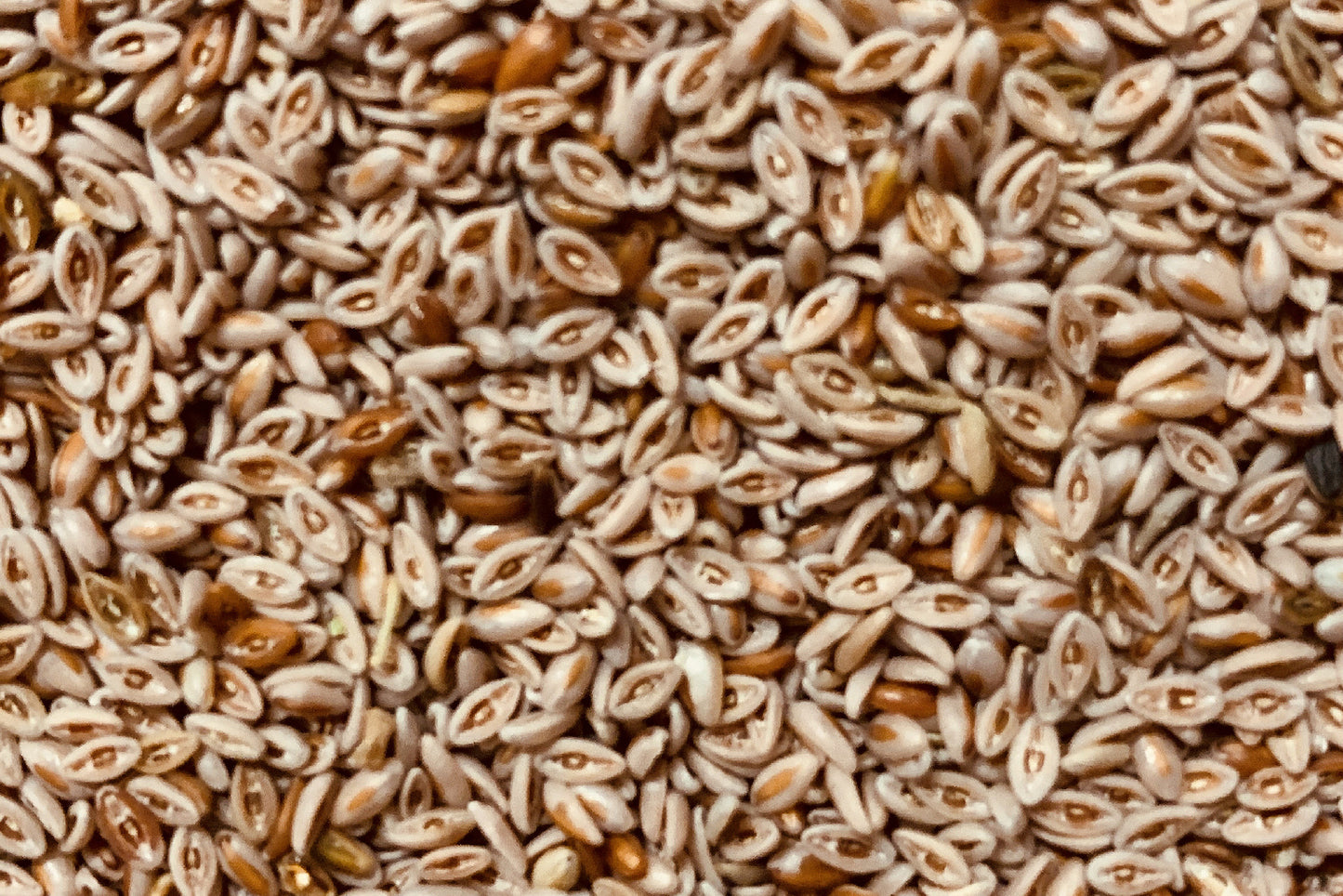 Flohsamen 100g