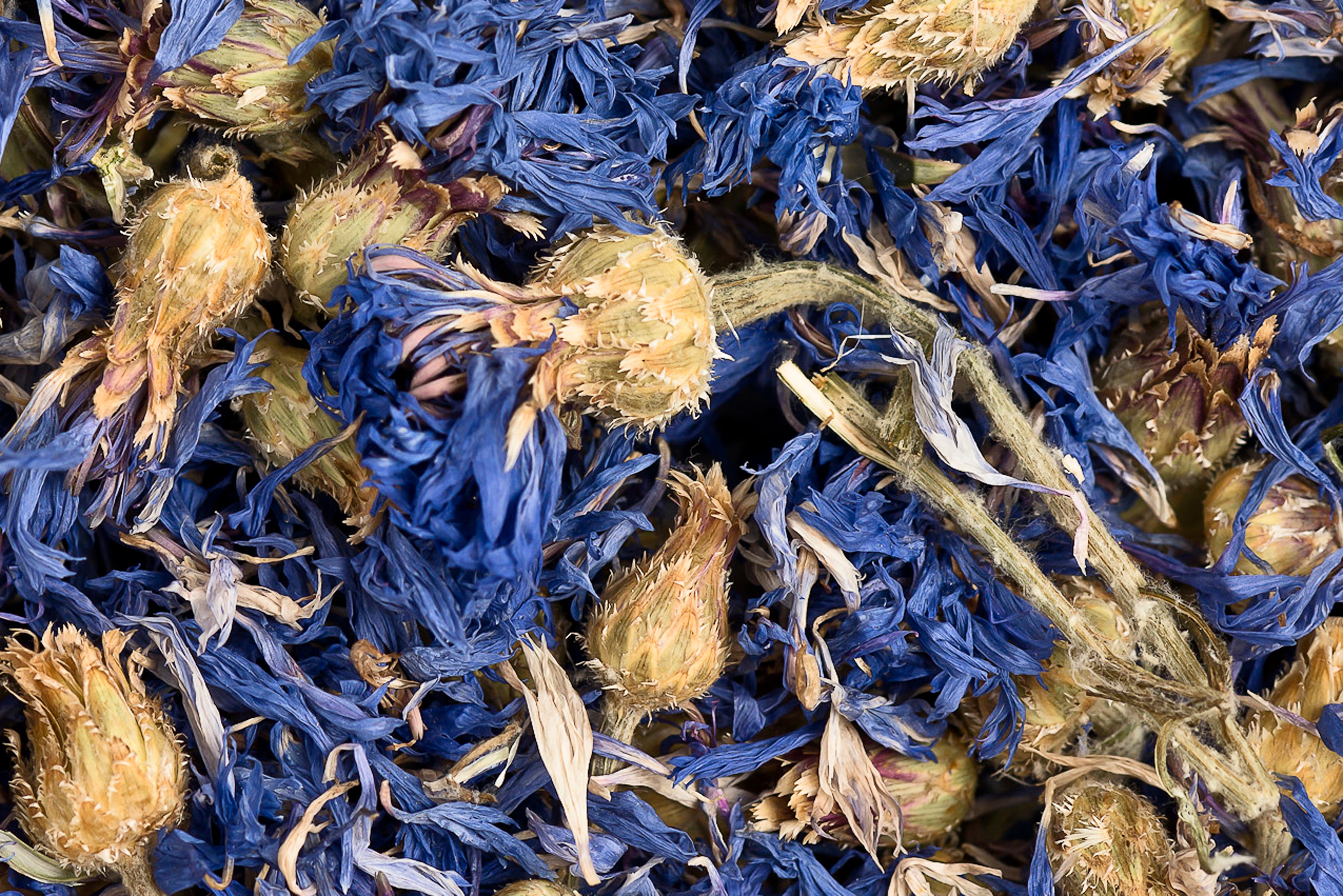 Kornblumenblüten 100g – kaninchenhofladen Kornblumenblüten 100g – kaninchenhofladen