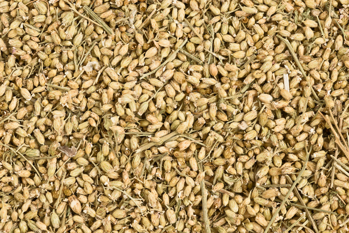 Schafgarbenblüten mit Kraut 100g