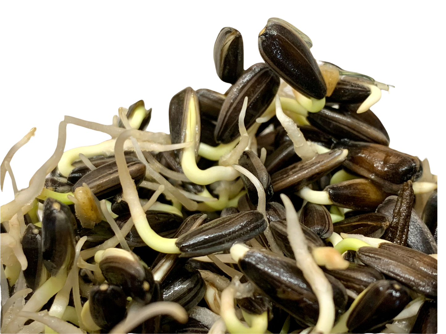 Sprossenglas + 100g Sonnenblumenkerne