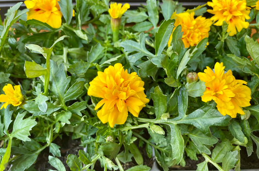 Tagetes, Studentenblume 1 Stück