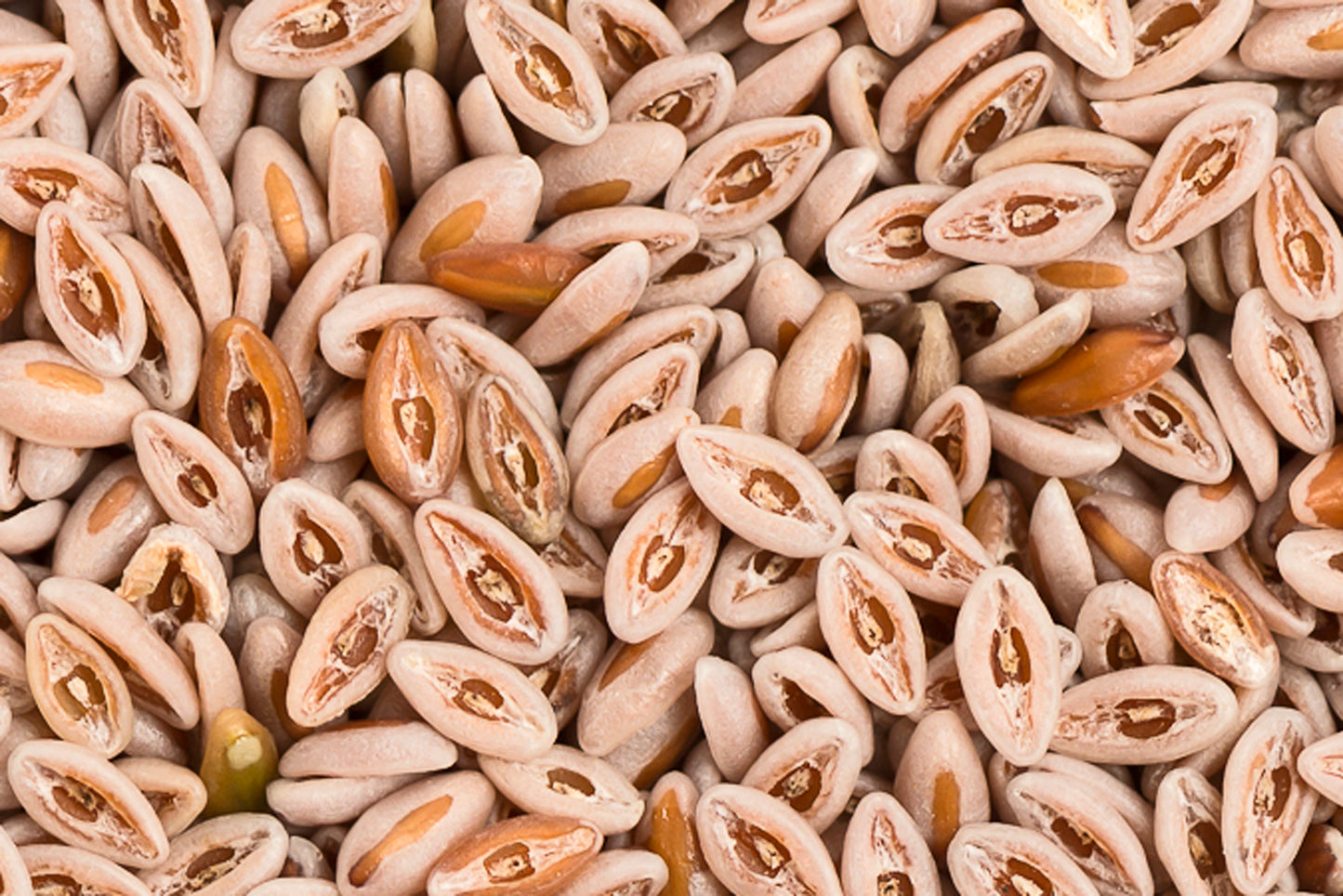 Flohsamen 50g