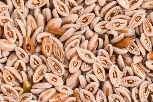 Flohsamen 50g