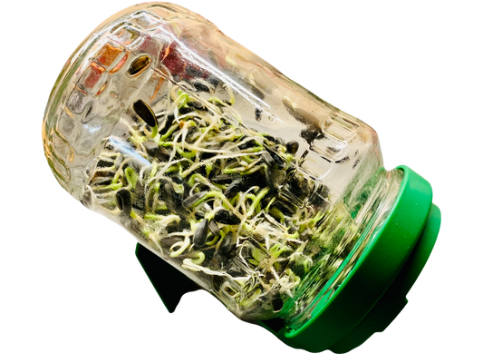 Sprossenglas + 100g Sonnenblumenkerne